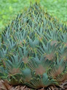 貴州蘇鐵 貴州蘇鐵