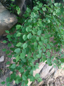 寶華鵝耳櫟 寶華鵝耳櫟