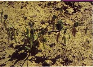 菱葉霸王 菱葉霸王