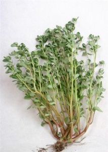 荷蘭馬齒莧 荷蘭馬齒莧