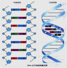 bp[生物學名詞：鹼基對]