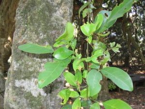 白花魚藤 白花魚藤