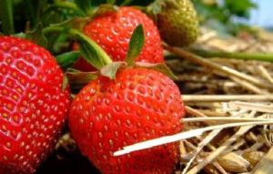 小尹草莓採摘園