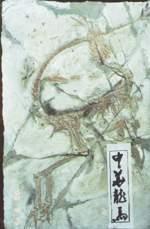 中華龍鳥化石自然保護區