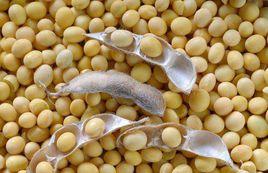 嘉蔭大豆 嘉蔭大豆