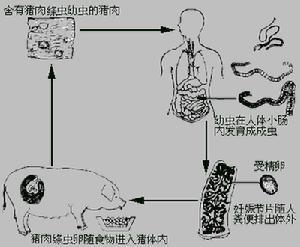 豬肉絛蟲
