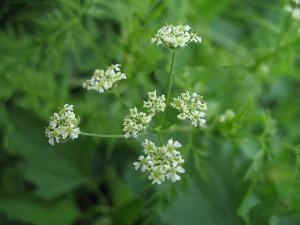 北京前胡 北京前胡