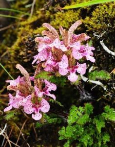 歐氏馬先蒿歐氏亞種狹花變種