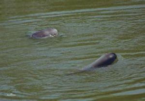銅陵淡水豚自然保護區 銅陵淡水豚自然保護區