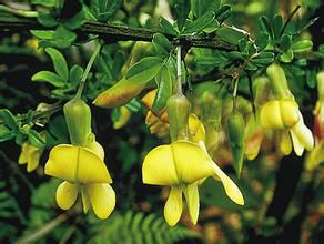 烏蘇里錦雞兒 烏蘇里錦雞兒