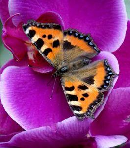 歐洲地圖蛺蝶 歐洲地圖蛺蝶