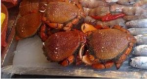 （圖）鼓板龍蟹