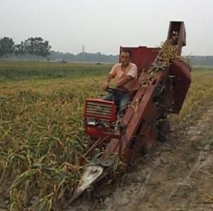 大蒜收穫機 大蒜收穫機