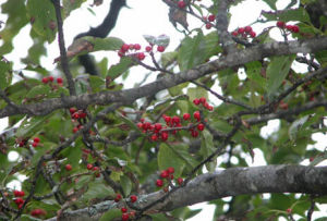 大柄冬青 大柄冬青