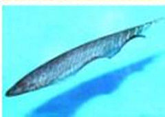 奧瑪斯帶狀小刀魚 奧瑪斯帶狀小刀魚