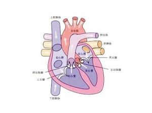 風濕性心瓣膜病