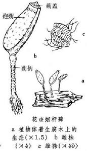 煙桿蘚屬 煙桿蘚屬