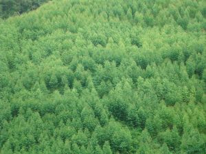 芒牙河一村 芒牙河一村