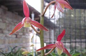 素心[蘭花品種]