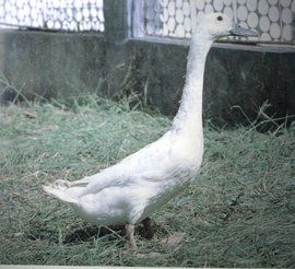 連城白鴨 連城白鴨