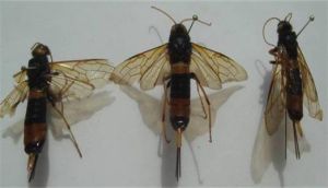 松蘭樹蜂