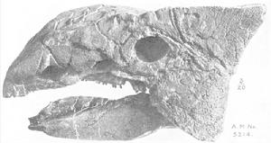 優頭甲龍屬 優頭甲龍屬