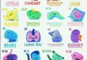 萌版人體器官圖 萌版人體器官圖