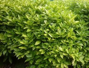 喜馬拉雅桃葉珊瑚 喜馬拉雅桃葉珊瑚