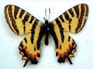 周氏虎鳳蝶 周氏虎鳳蝶