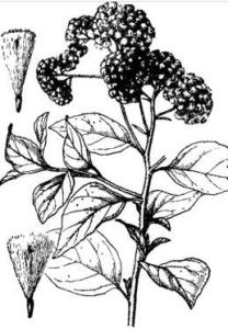 小舌菊屬 小舌菊屬