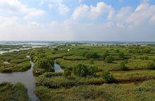 鹽城蘆盪迷宮高清大圖