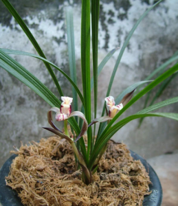 新十字雙星藻 新十字雙星藻