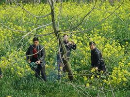 雙柳鎮[武漢市雙柳鎮]