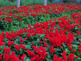 展望一串紅 展望一串紅