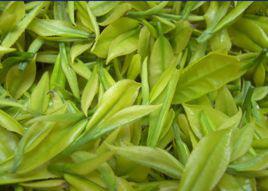 黃金芽茶葉 黃金芽茶葉