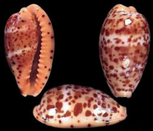 約翰森寶螺 約翰森寶螺