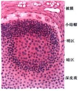 淋巴小結 淋巴小結