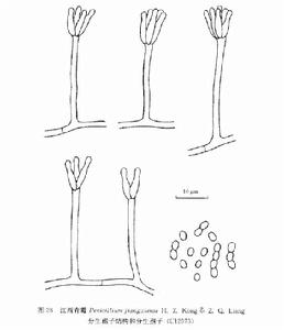 江西青黴 江西青黴