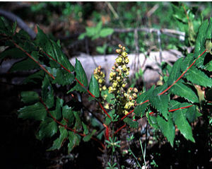 脈葉十大功勞 脈葉十大功勞