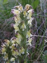 中國歐氏馬先蒿 中國歐氏馬先蒿