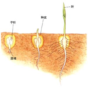 單子葉植物綱