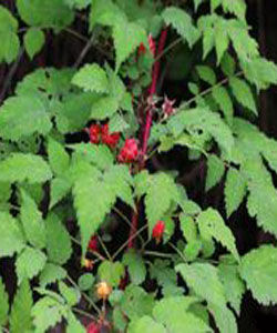 針刺懸鉤子 針刺懸鉤子
