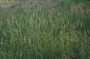 毛葉獐毛 毛葉獐毛