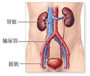 腎功能不全 腎功能不全
