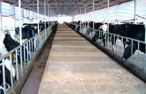 昆明前進乳業有限責任公司