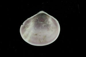 日本斜紋蛤 日本斜紋蛤