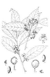 德宏冬青 德宏冬青