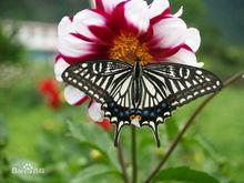 butterfly[蝴蝶的英文表述]