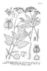 城口茴芹 城口茴芹