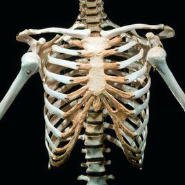 人體解剖學[研究正常人體形態和構造的科學]